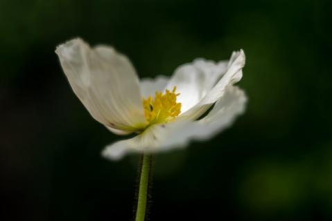 Islandmohn