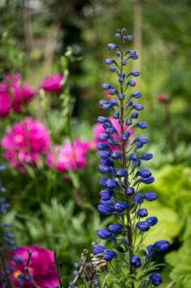 Blau und Pink