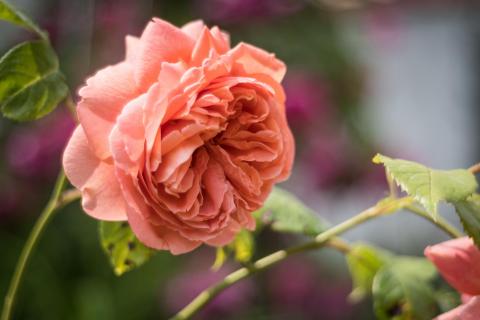 English Rose