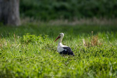 Storch in der Wiese