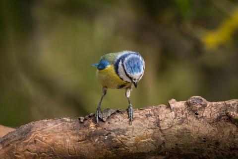 Blaumeise