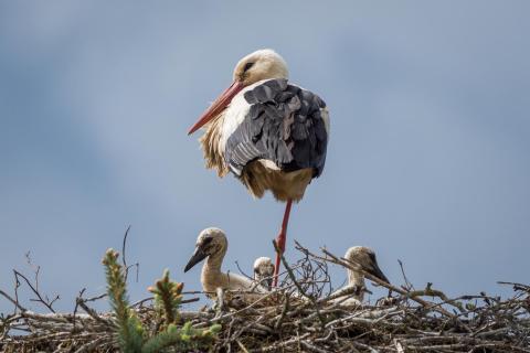 Storchennest