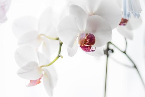 Phalaenopsis