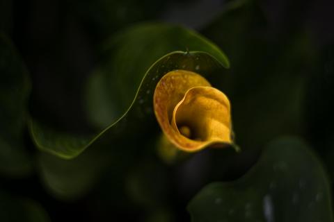 Calla