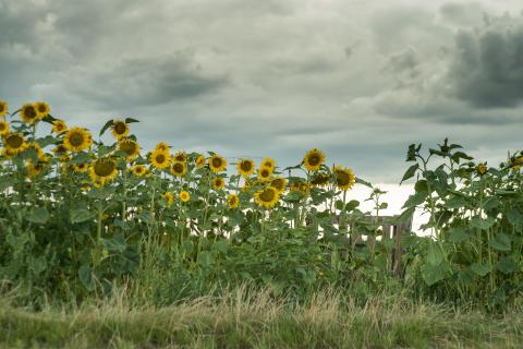 Sonnenblumen