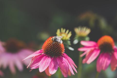 Sonnenhut mit Hummel