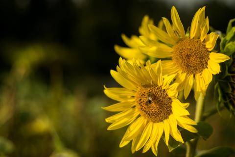 Sonnenblumen