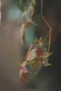 Wilder Wein