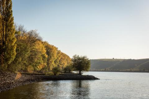 Herbst am Rhein