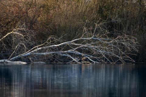 Gefallener Baum mit Kormoran am See