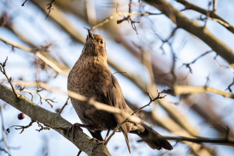 Amsel