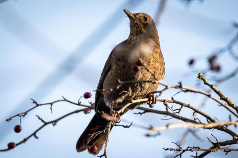 Amsel