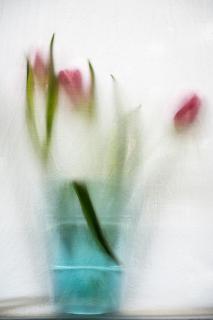 Tulpen