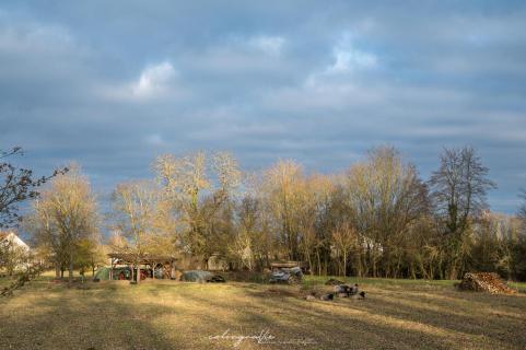 Alfreds Schafe im Winterlicht