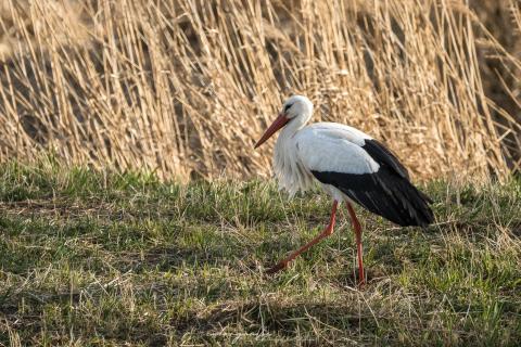 Futtersuche in der Wiese