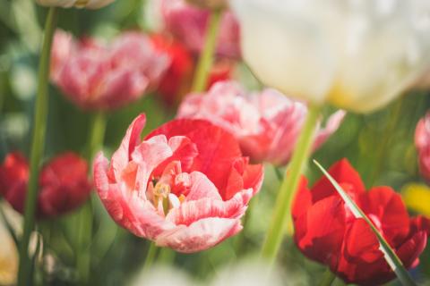 Gefüllte Tulpen