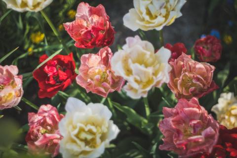 Viele gefüllte Tulpen