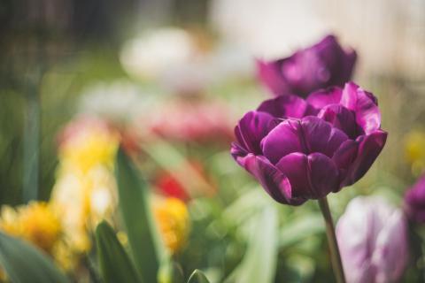 Voll im Frühling