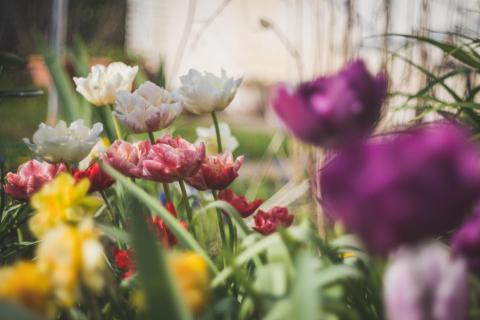 Garten-Impressionen