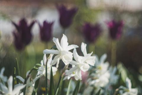 Narzissen mit Tulpenbokeh