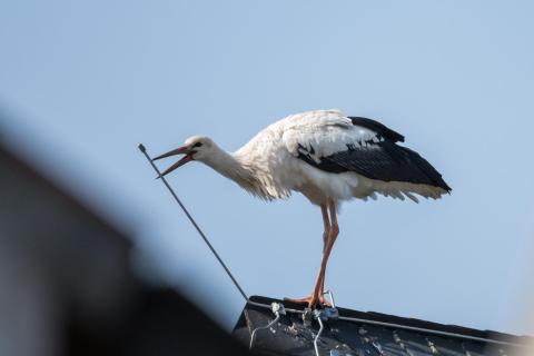 Kann man das essen?