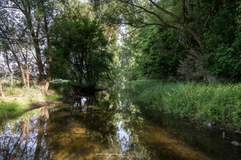 Waldspiegelung