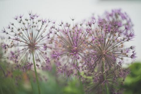 Allium