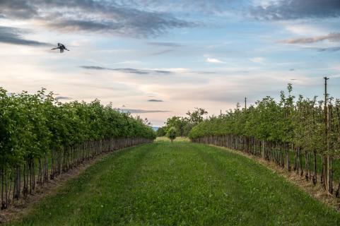 Apfelplantage mit Storch