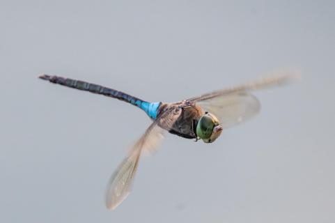 Kleine Königslibelle
