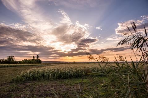 Sonnenuntergang über Rheinhessen