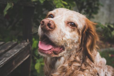 Da lacht der Hund