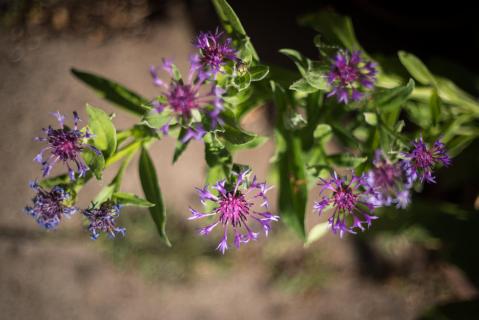 Bergflockenblume