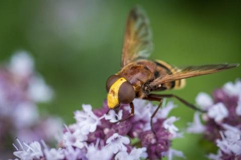 Hornissenschwebfliege