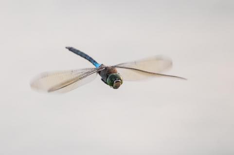 Kleine Königslibelle