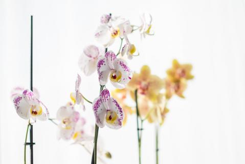 Phalaenopsis