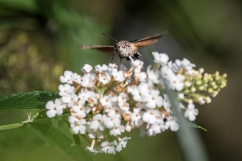 Taubenschwänzchen