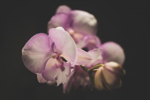 Phalaenopsis