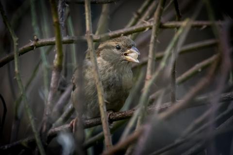 Dornenvogel