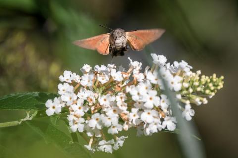 Taubenschwänzchen