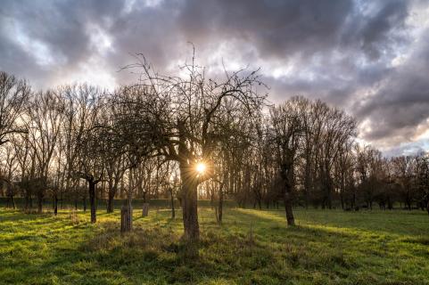 Sonnenuntergang in den Streuobstwiesen