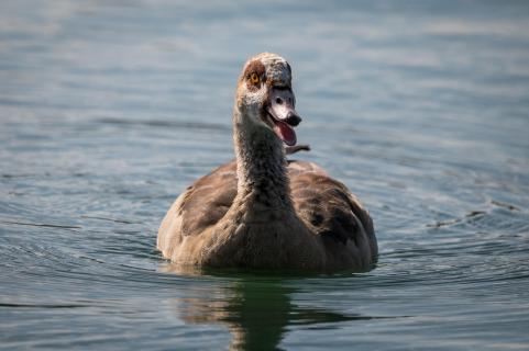 Nilgans