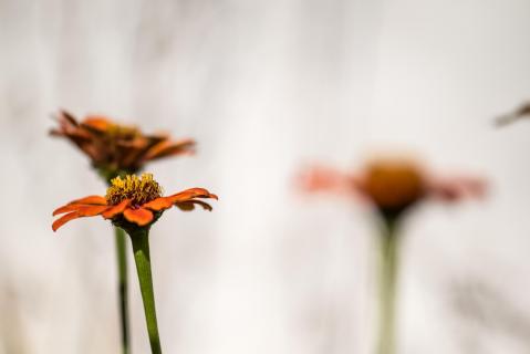 Zinnien