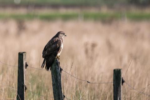 Bussard