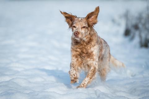 Snowdog