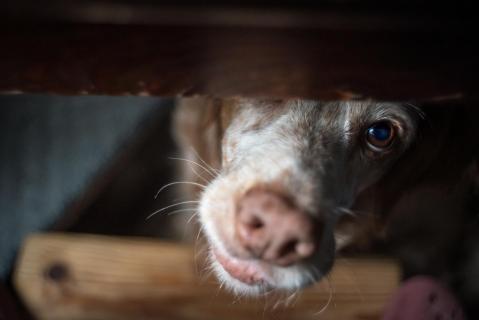 Hier bin ich! - Here I am!