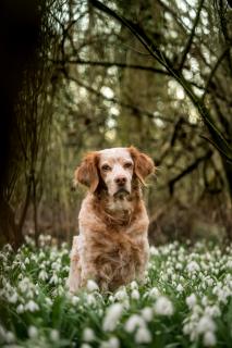 In den Schneeglöckchen - In the snowdrops