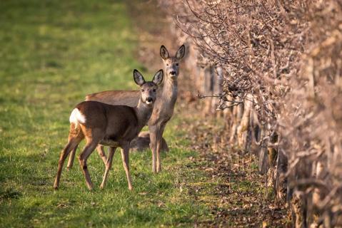 Rehe - Roe deers