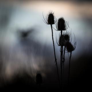 Wilde Karde - Wild teasel