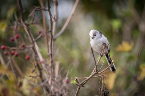 Schwanzmeise - Long-tailed tit