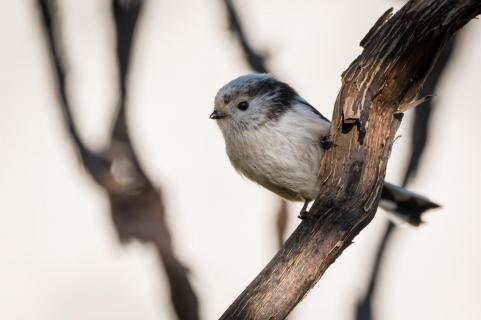 Schwanzmeise - Long-taled tit